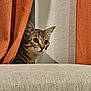 Winter joined the competition — help win amazing prizes! cat, tabby, curious, animal, pet, indoor, curtain, orange_curtain, couch, beige_couch, feline, whiskers, ears, face, alert, texture, home, cozy, peek, window