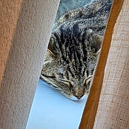 Winter joined the competition — help win amazing prizes! cat, tabby, sleeping, windowsill, curtains, indoor, pet, feline, resting, closeup, fur, whiskers, relaxation, cozy, daylight, window, animal, peaceful, quiet, home