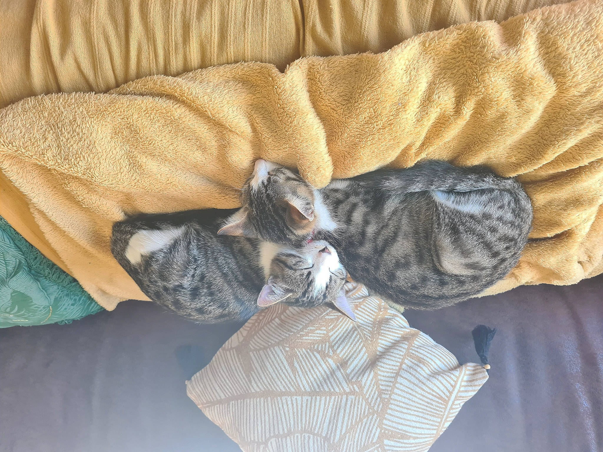 Wasabi Et Sally participe au concours pour gagner de l'argent avec cette photo : bed, bed_sheet, bedding, carnivore, cat, cat_bed, claw, comfort, couch, domestic_short_haired_cat, felidae, fur, grey, linens, nap, pattern, small_to_medium_sized_cats, tail, textile, whiskers
