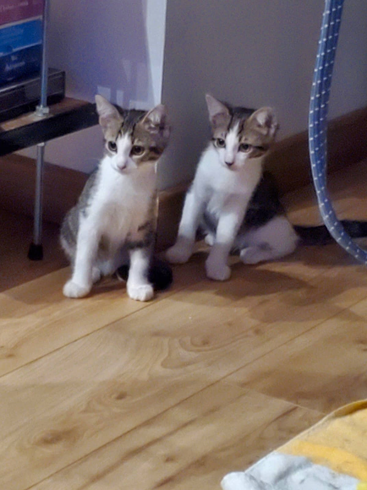 Wasabi Et Sally a rejoint le concours — aidez-le/la à gagner de superbes lots ! carnivore, cat, comfort, domestic_short_haired_cat, fawn, felidae, floor, flooring, fur, hardwood, laminate_flooring, paw, small_to_medium_sized_cats, snout, tail, varnish, whiskers, wood, wood_flooring, wood_stain