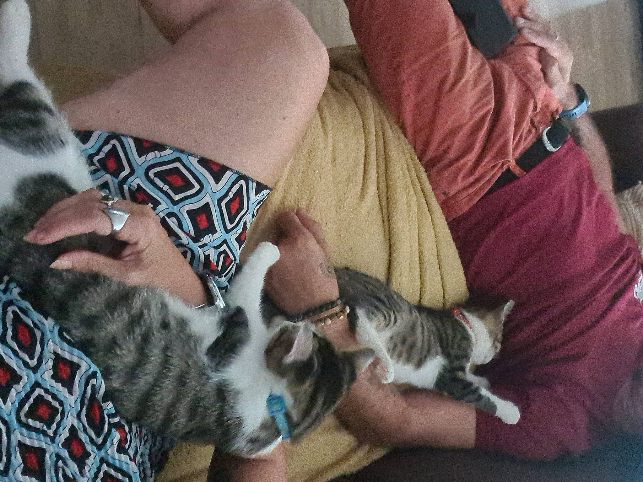 Wasabi Et Sally a rejoint le concours — aidez-le/la à gagner de superbes lots ! carnivore, cat, comfort, elbow, eyewear, felidae, fur, gesture, human_leg, knee, lap, leg, mammal, nail, small_to_medium_sized_cats, textile, thigh, vertebrate, whiskers, wrist