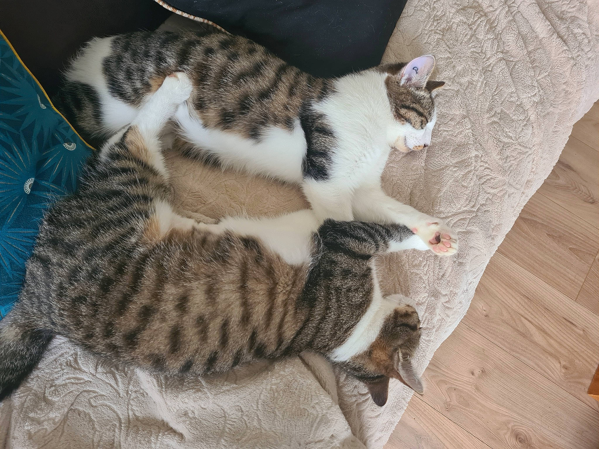 Wasabi Et Sally participe au concours pour gagner de l'argent avec cette photo : carnivore, cat, cat_bed, claw, comfort, domestic_short_haired_cat, felidae, flooring, fur, grey, hardwood, paw, small_to_medium_sized_cats, snout, tail, terrestrial_animal, whiskers, wood, wood_flooring, wood_stain