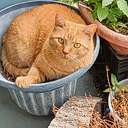 Crush joined the competition — help win amazing prizes! cat, orange_cat, flower_pot, plant, green_leaves, garden, pet, animal, whiskers, fur, domestic_cat, outdoor, nature, curious, resting, closeup, container, leafy, brown, cute