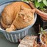 cat, orange_cat, flower_pot, plant, green_leaves, garden, pet, animal, whiskers, fur, domestic_cat, outdoor, nature, curious, resting, closeup, container, leafy, brown, cute
