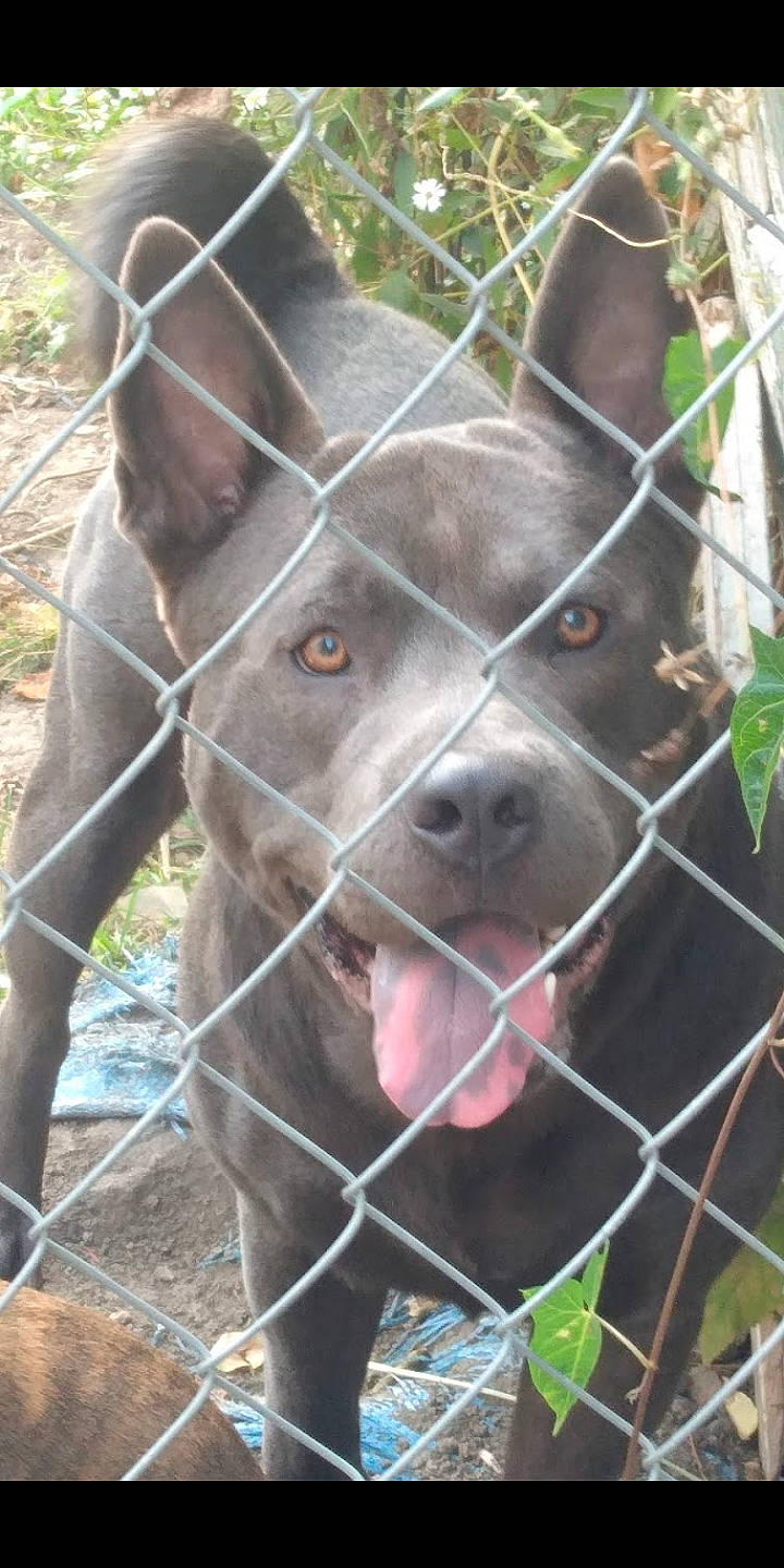 Kash is registered to the contest to win money with this photo: canidae, carnivore, collar, companion_dog, dog, dog_breed, eye, fawn, fence, fur, grass, liver, mesh, pet_supply, plant, snout, sporting_group, terrestrial_animal, whiskers, working_animal