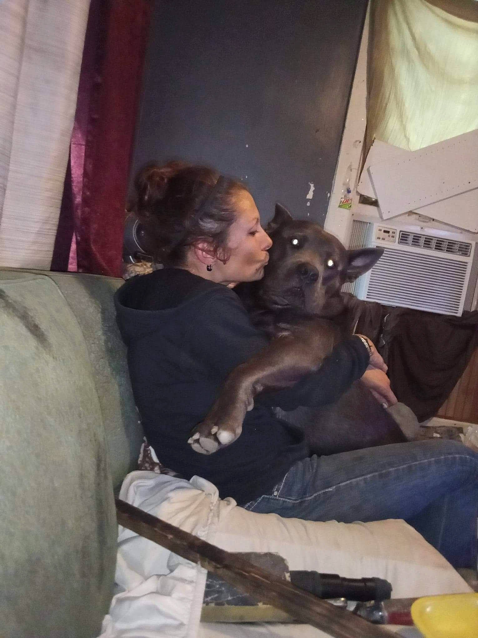 Kash joined the competition — help win amazing prizes! canidae, carnivore, comfort, companion_dog, couch, curtain, dog, dog_breed, event, fawn, fun, fur, guard_dog, lap, leisure, pillow, room, sitting, sporting_group, tableware