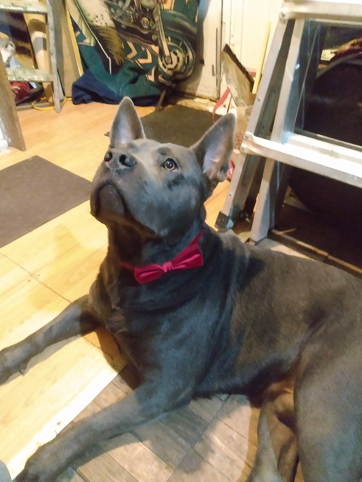 Kash joined the competition — help win amazing prizes! art, canidae, carnivore, collar, companion_dog, dog, dog_breed, dog_collar, fawn, fur, guard_dog, liver, pet_supply, sculpture, snout, sporting_group, tail, window, working_animal, working_dog