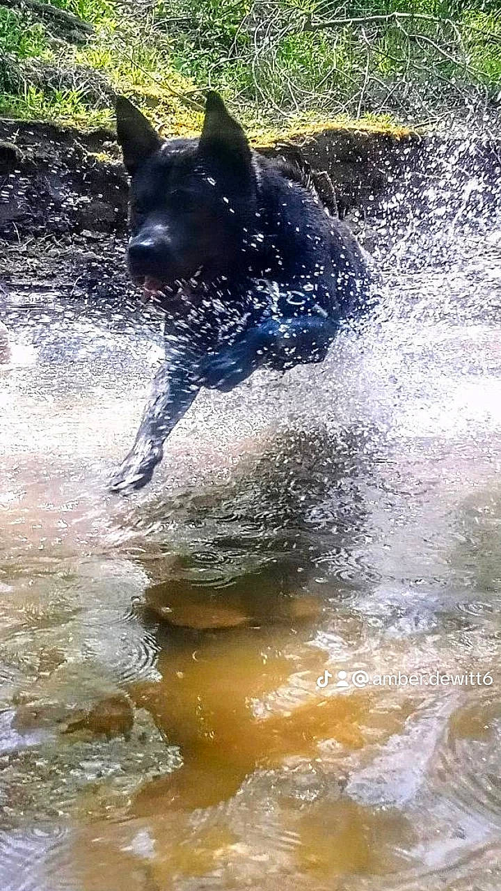 Kash is registered to the contest to win money with this photo: black_norwegian_elkhound, canidae, carnivore, companion_dog, dog, dog_breed, dog_supply, fawn, fun, guard_dog, herding_dog, lake, non_sporting_group, reflection, sporting_group, tail, water, wildlife, working_animal, working_dog