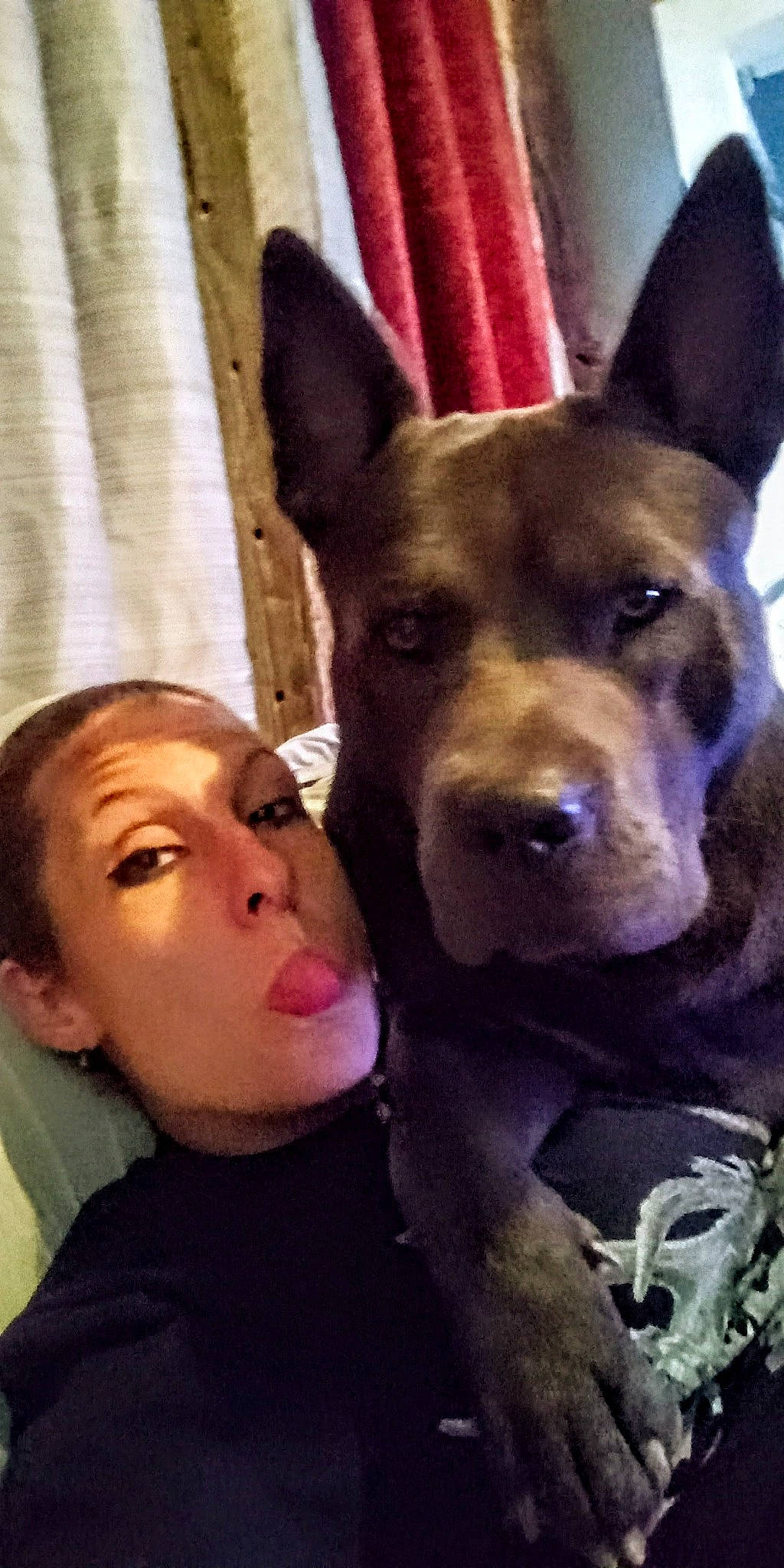 Kash joined the competition — help win amazing prizes! canidae, carnivore, companion_dog, dog, dog_breed, ear, fawn, fun, fur, gesture, happy, herding_dog, jaw, nose, selfie, snout, sporting_group, throat, whiskers, working_dog