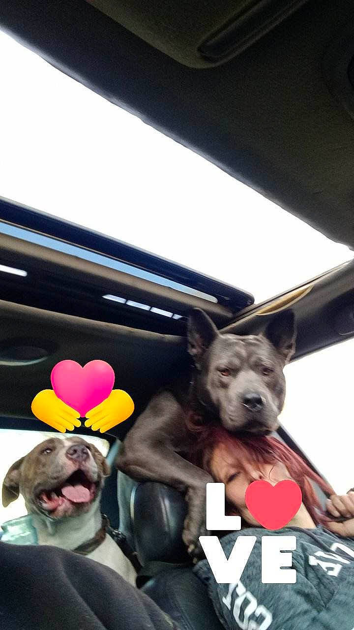 Kash is registered to the contest to win money with this photo: automotive_window_part, carmine, carnivore, companion_dog, dog, dog_breed, fictional_character, fur, glass, magenta, metal, photo_caption, sky, snout, toy, travel, vehicle_door, window, windshield, working_animal