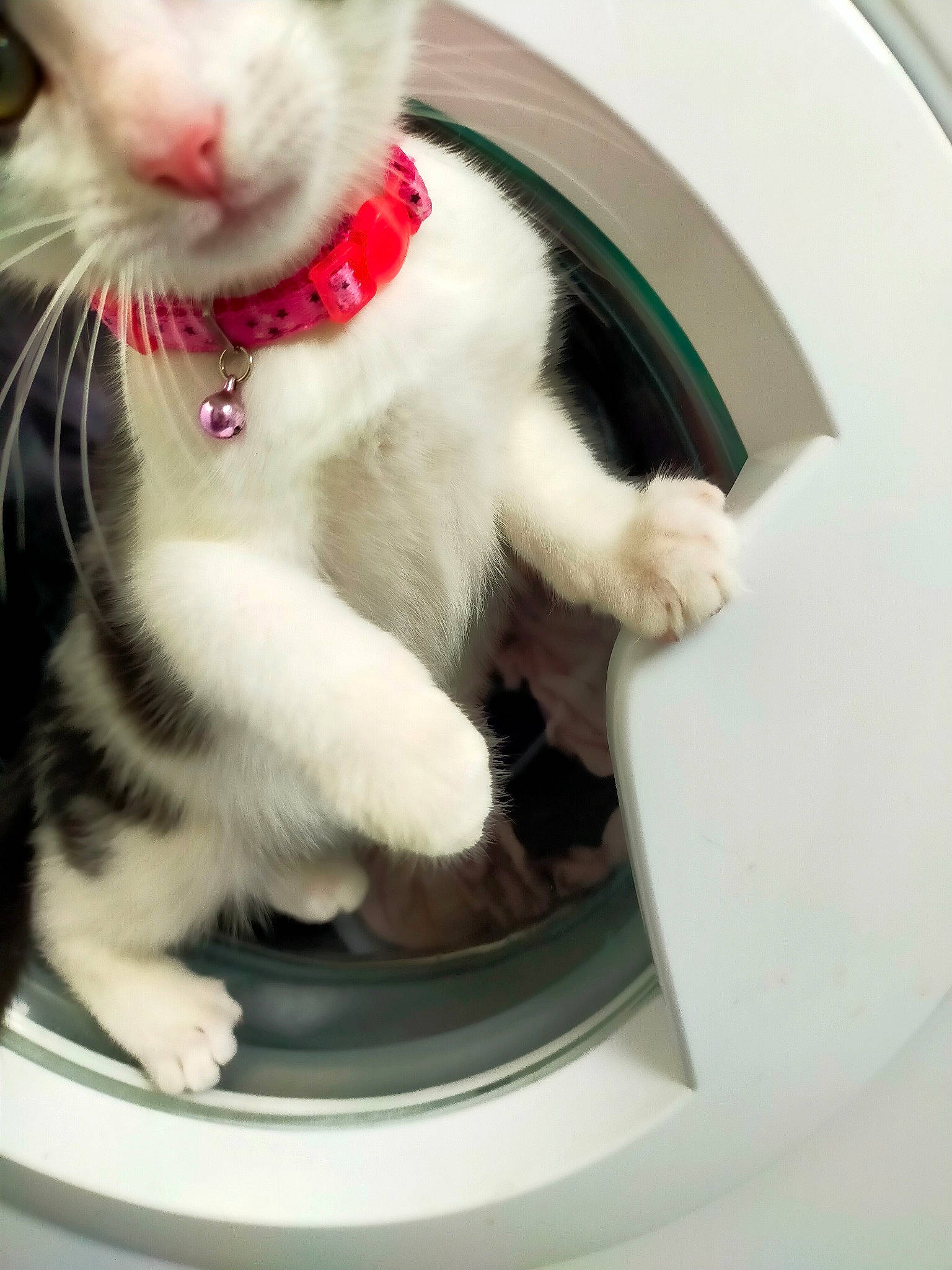 Tilly joined the competition — help win amazing prizes! carnivore, cat, circle, claw, collar, domestic_short_haired_cat, felidae, fur, paw, pet_supply, plumbing, plumbing_fixture, sink, small_to_medium_sized_cats, snout, tail, whiskers, white