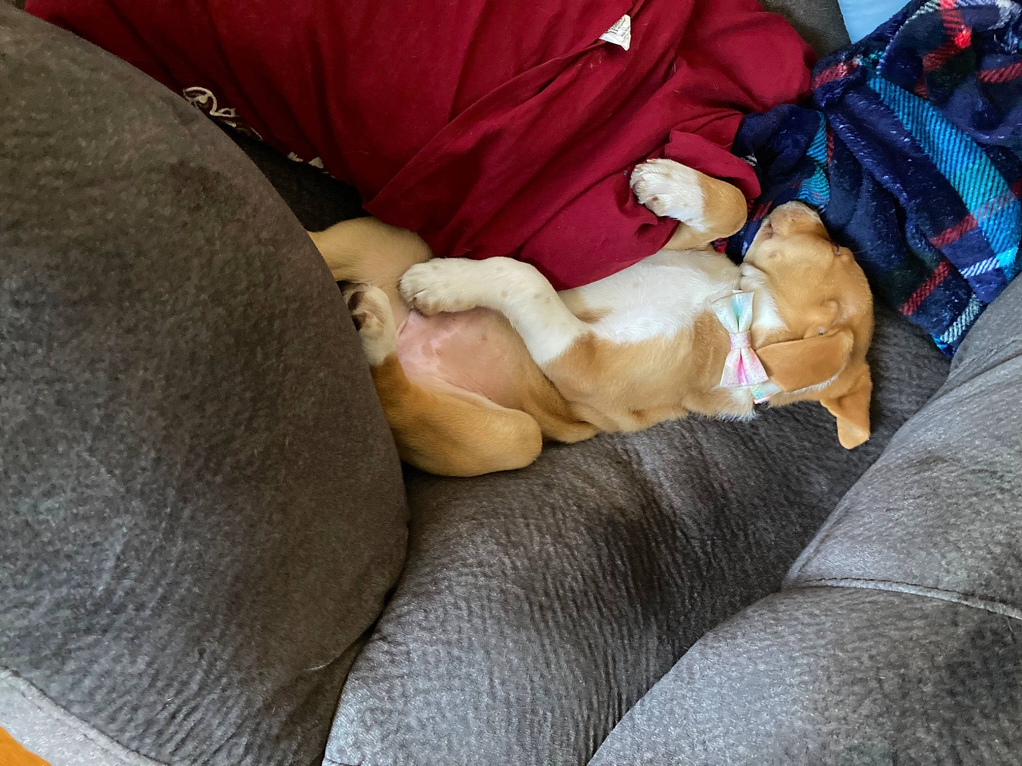 Cinnamon joined the competition — help win amazing prizes! canidae, car_seat, carnivore, comfort, companion_dog, dog, dog_breed, fawn, fur, human_leg, lap, linens, nap, non_sporting_group, paw, sleep, sporting_group, thigh, watch