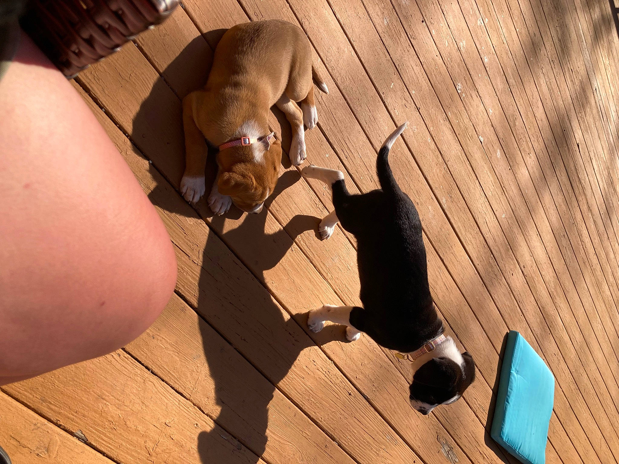 Cinnamon joined the competition — help win amazing prizes! carnivore, comfort, fawn, felidae, floor, flooring, foot, hardwood, human_leg, laminate_flooring, plywood, shadow, tail, thigh, tints_and_shades, varnish, wood, wood_flooring, wood_stain, working_animal