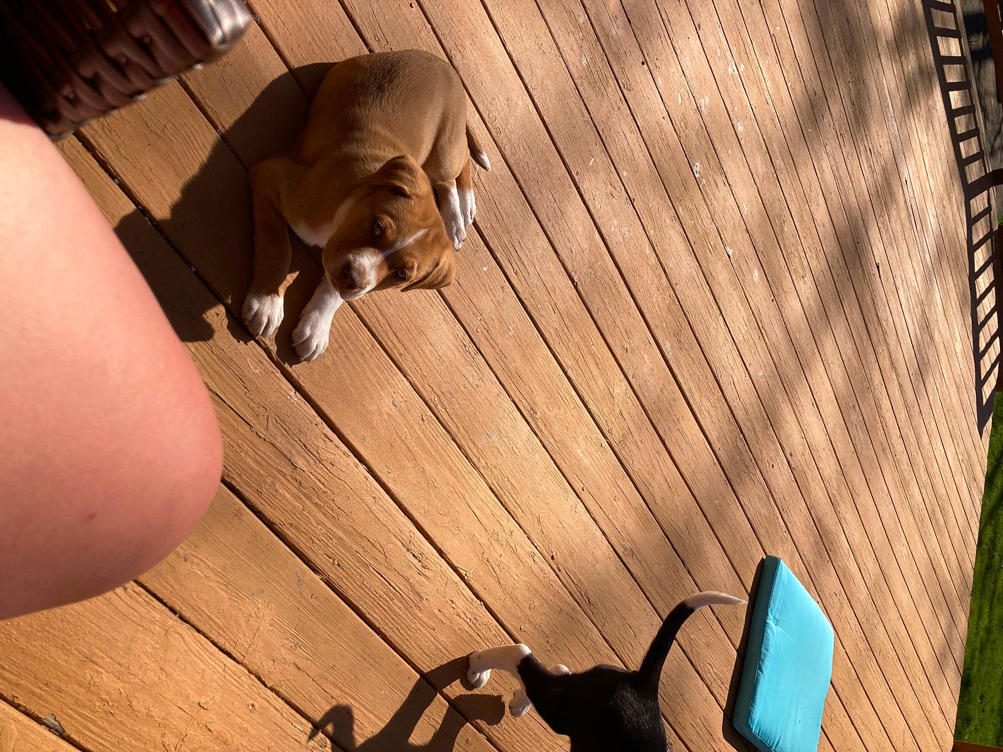 Cinnamon is registered to the contest to win money with this photo: carnivore, chair, comfort, companion_dog, dog, fawn, flooring, foot, hardwood, human_leg, laminate_flooring, plywood, shade, thigh, tints_and_shades, varnish, wood, wood_flooring, wood_stain, working_animal