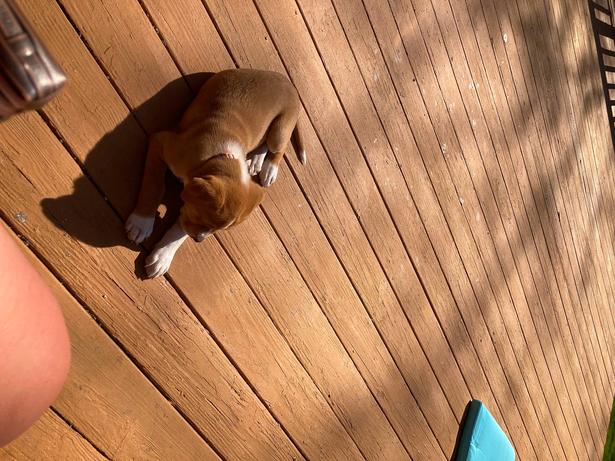 Cinnamon joined the competition — help win amazing prizes! brown, canidae, carnivore, comfort, companion_dog, dog_breed, fawn, felidae, flooring, hardwood, human_leg, plywood, snout, sporting_group, tail, tints_and_shades, varnish, wood, wood_stain, working_animal