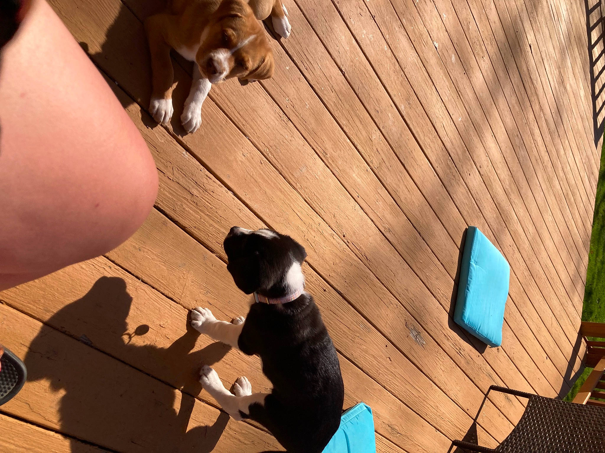 Cinnamon joined the competition — help win amazing prizes! brown, canidae, carnivore, companion_dog, dog, dog_breed, fawn, felidae, flooring, hardwood, human_leg, laminate_flooring, small_to_medium_sized_cats, sporting_group, tail, tints_and_shades, whiskers, wood, wood_flooring, wood_stain