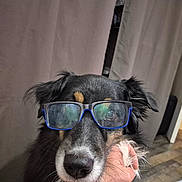 Mowak a rejoint le concours — aidez-le/la à gagner de superbes lots ! animal, background_dog, black_fur, brown_fur, companion, curtain, cute, dog, domestic_animal, eyewear, face, floor, furry, glasses, hand, indoor, open_door, pet, portrait, tile_floor