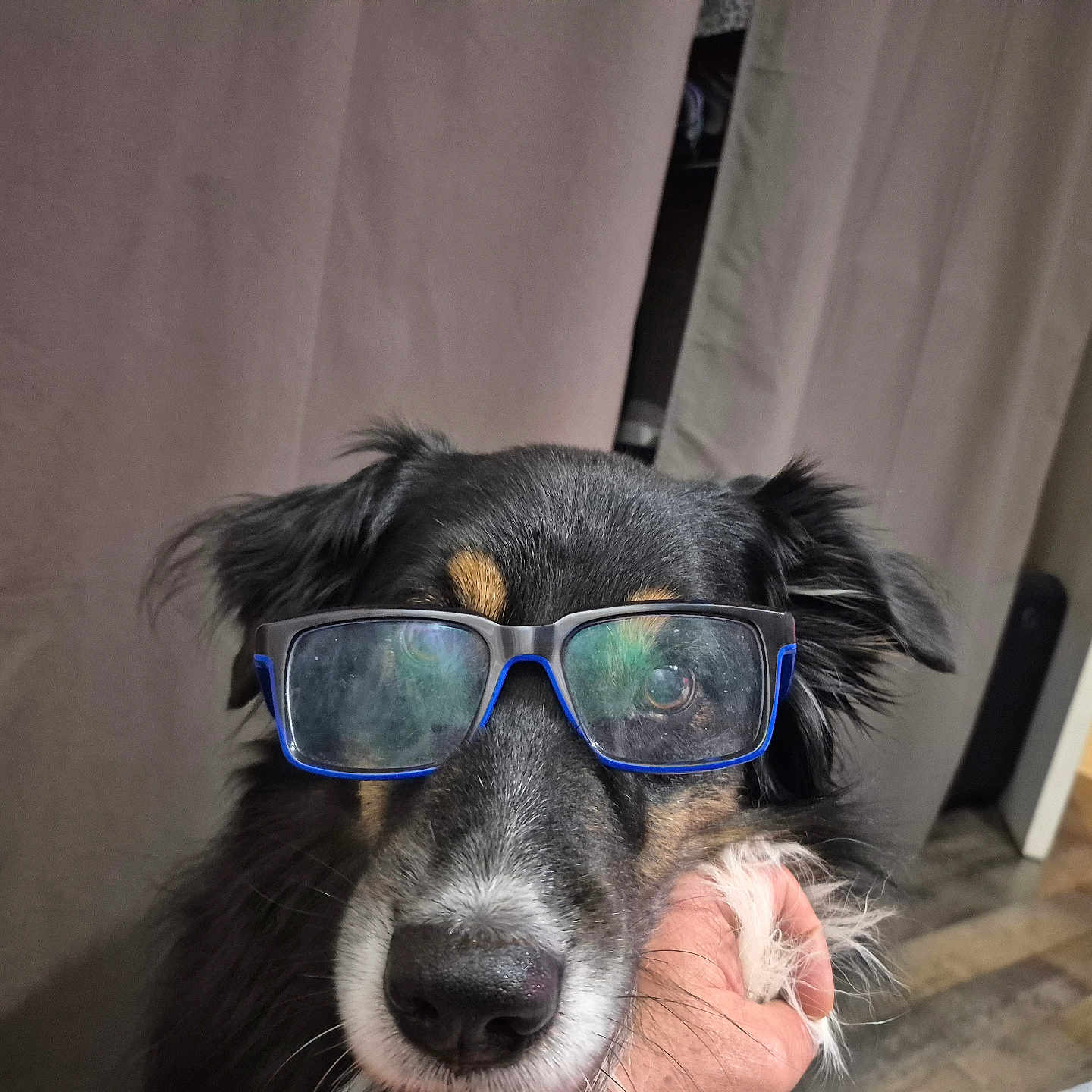 Mowak a rejoint le concours — aidez-le/la à gagner de superbes lots ! animal, background_dog, black_fur, brown_fur, companion, curtain, cute, dog, domestic_animal, eyewear, face, floor, furry, glasses, hand, indoor, open_door, pet, portrait, tile_floor