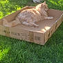 animal, cardboard_box, cat, daylight, domestic_animal, feline, garden, grass, greenery, leisure, mammal, nature, outdoor, pet, relaxing, resting, sunlight, sunshine, tree, two_animals