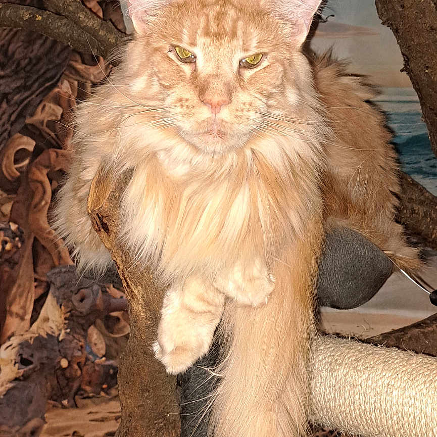 Caramel participe au concours pour gagner de l'argent avec cette photo : abyssinian, accessories, angora, animal, cat, driftwood, kitten, manx, path, pet, plant, plywood, siamese, slate, soil, strap, tree, treetrunk, walkway, wood