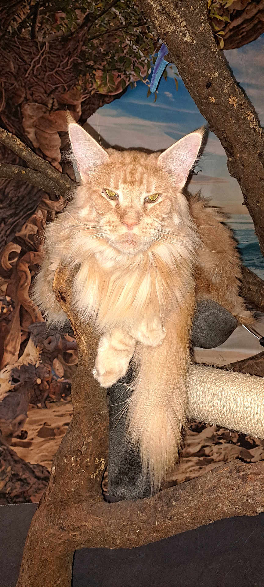 Caramel