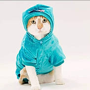 Simba is registered to the contest to win money with this photo: animal, buttoned, cat, clothing, costume, cute, ears, eyes, feline, front_legs, fur, hoodie, indoor, pet, portrait, sitting, soft_texture, turquoise, whiskers, white_background