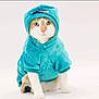 animal, buttoned, cat, clothing, costume, cute, ears, eyes, feline, front_legs, fur, hoodie, indoor, pet, portrait, sitting, soft_texture, turquoise, whiskers, white_background