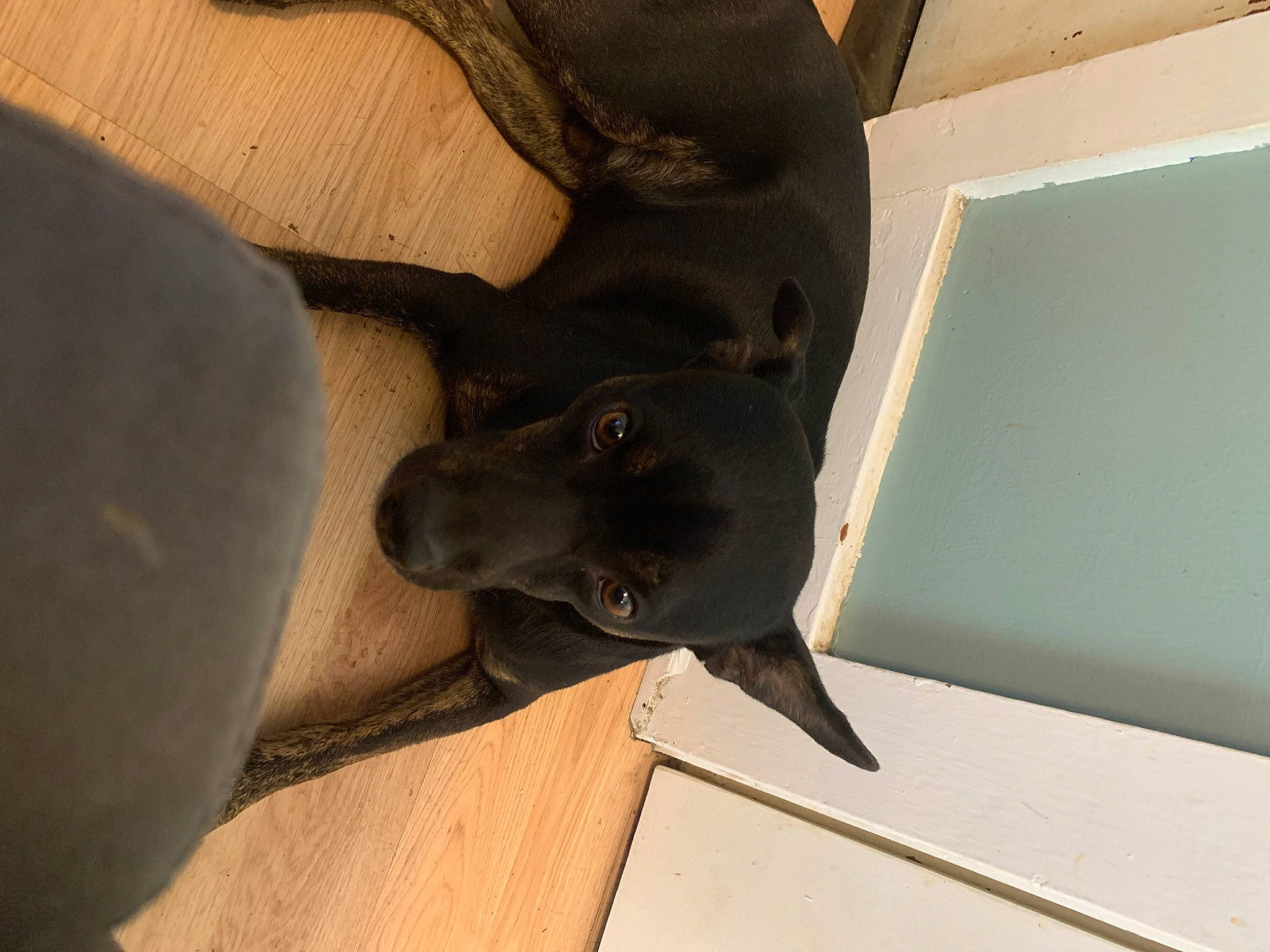 Wildy is registered to the contest to win money with this photo: borador, canidae, carnivore, comfort, companion_dog, dog, dog_breed, dog_collar, fawn, guard_dog, hardwood, non_sporting_group, snout, sporting_group, tail, wood, working_animal