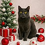 Yoda a rejoint le concours — aidez-le/la à gagner de superbes lots ! cat, christmas_ornaments, christmas_tree, cute, festive, gift_boxes, gray_cat, greenery, holiday, holiday_decorations, indoor, pet, red_berries, red_gifts, red_ornaments, snow, snowy_scene, white_gifts, white_ornaments, yellow_eyes
