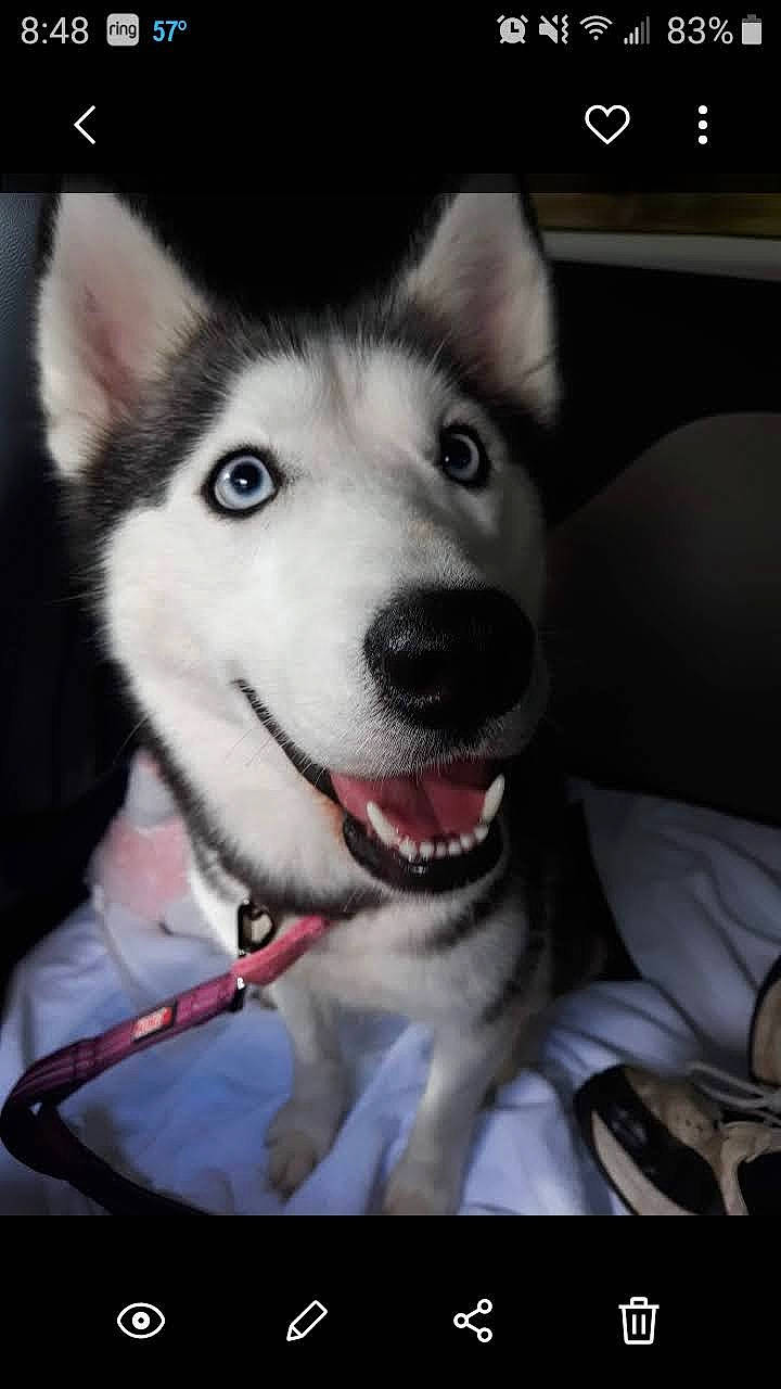 Annastasia Wynter joined the competition — help win amazing prizes! ancient_dog_breeds, canidae, canis, carnivore, collar, companion_dog, dog, dog_breed, dog_collar, fur, happy, non_sporting_group, photo_caption, siberian_husky, sled_dog, snout, sporting_group, whiskers, working_animal, working_dog