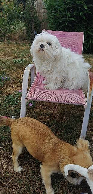 Poppy Ruby Roxy participe au concours pour gagner de l'argent avec cette photo : canidae, carnivore, companion_dog, dog, dog_breed, fawn, fur, grass, human_leg, liver, mammal, plant, sitting, small_terrier, sporting_group, tail, terrestrial_animal, toy_dog, vertebrate, working_animal