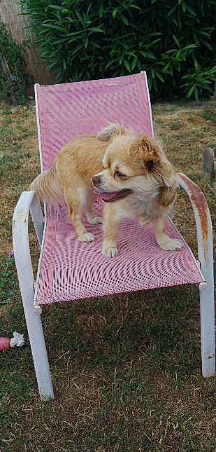 Poppy Ruby Roxy a rejoint le concours — aidez-le/la à gagner de superbes lots ! animal_shelter, carnivore, chair, companion_dog, dog, dog_breed, fawn, felidae, fur, grass, outdoor_furniture, pet_supply, pink, plant, sitting, sporting_group, table, tail, terrestrial_animal, toy_dog