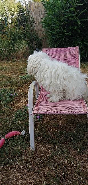 Poppy Ruby Roxy participe au concours pour gagner de l'argent avec cette photo : carnivore, chair, comfort, companion_dog, dog, dog_breed, fashion_accessory, fur, grass, groundcover, magenta, natural_material, outdoor_furniture, plant, rectangle, shrub, soil, sporting_group, tail, yard