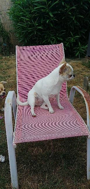 Poppy Ruby Roxy participe au concours pour gagner de l'argent avec cette photo : carnivore, cat, chair, companion_dog, dog, fawn, felidae, grass, mammal, outdoor_furniture, pink, plant, sitting, small_to_medium_sized_cats, sporting_group, tail, terrestrial_animal, vertebrate, whiskers, wood