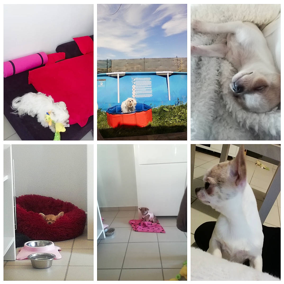 Ruby Poppy Et Roxy participe au concours pour gagner de l'argent avec cette photo : art, bag, beauty, carnivore, cat, cloud, collage, comfort, fawn, felidae, photograph, pillow, plant, product, rectangle, small_to_medium_sized_cats, snapshot, textile, whiskers, white