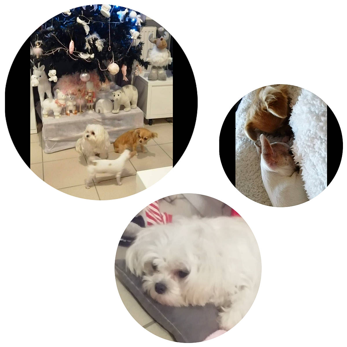 Ruby Poppy Et Roxy participe au concours pour gagner de l'argent avec cette photo : art, carnivore, circle, comfort, companion_dog, dishware, dog_breed, felidae, font, fur, linens, mammal, pet_supply, photo_caption, small_to_medium_sized_cats, tableware, terrestrial_animal, vertebrate, whiskers, white