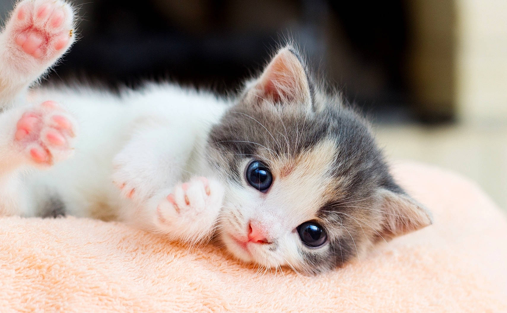 Gâteau a rejoint le concours — aidez-le/la à gagner de superbes lots ! american_wirehair, carnivore, cat, domestic_short_haired_cat, european_shorthair, eye, felidae, fur, kitten, mammal, munchkin, norwegian_forest_cat, nose, polydactyl_cat, ragamuffin, skin, small_to_medium_sized_cats, snout, vertebrate, whiskers