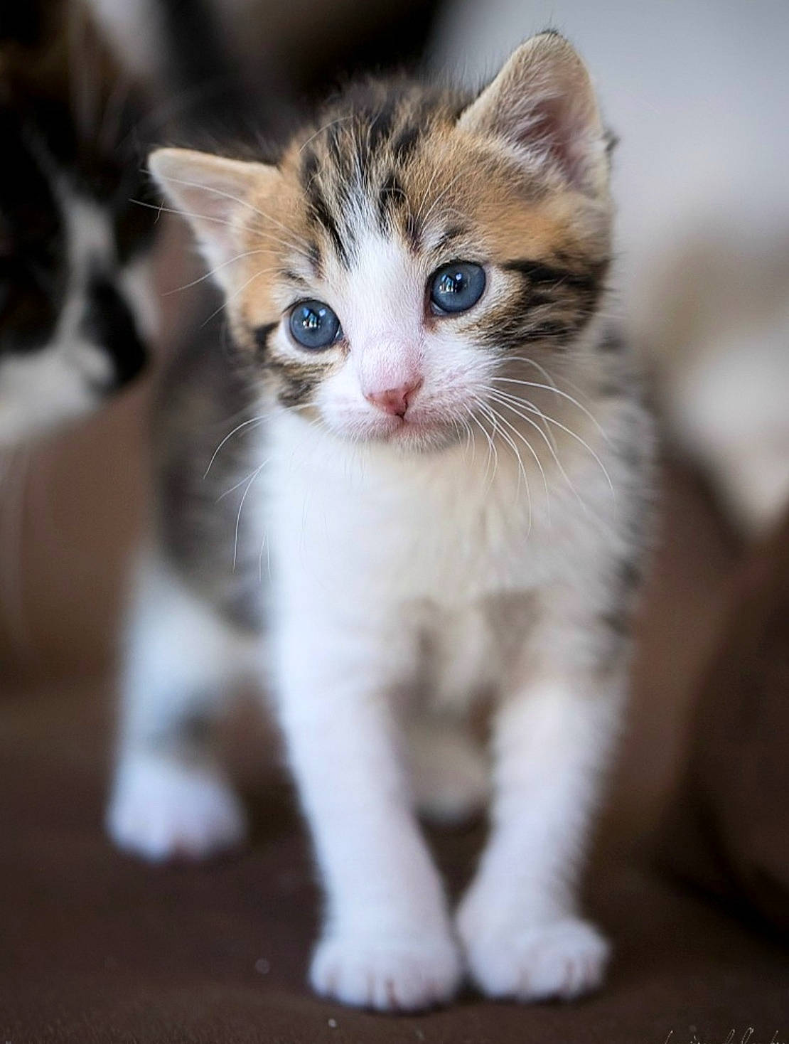 Gâteau a rejoint le concours — aidez-le/la à gagner de superbes lots ! aegean_cat, american_curl, american_wirehair, asian, carnivore, cat, domestic_short_haired_cat, european_shorthair, felidae, fur, kitten, mammal, munchkin, norwegian_forest_cat, ojos_azules, polydactyl_cat, small_to_medium_sized_cats, tabby_cat, vertebrate, whiskers