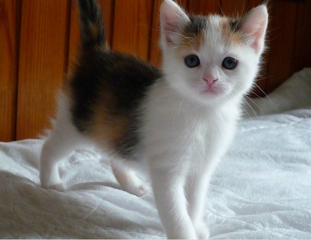 Gâteau participe au concours pour gagner de l'argent avec cette photo : aegean_cat, american_wirehair, carnivore, cat, domestic_long_haired_cat, domestic_short_haired_cat, eye, felidae, kitten, mammal, norwegian_forest_cat, polydactyl_cat, ragamuffin, skin, small_to_medium_sized_cats, tail, turkish_angora, turkish_van, vertebrate, whiskers