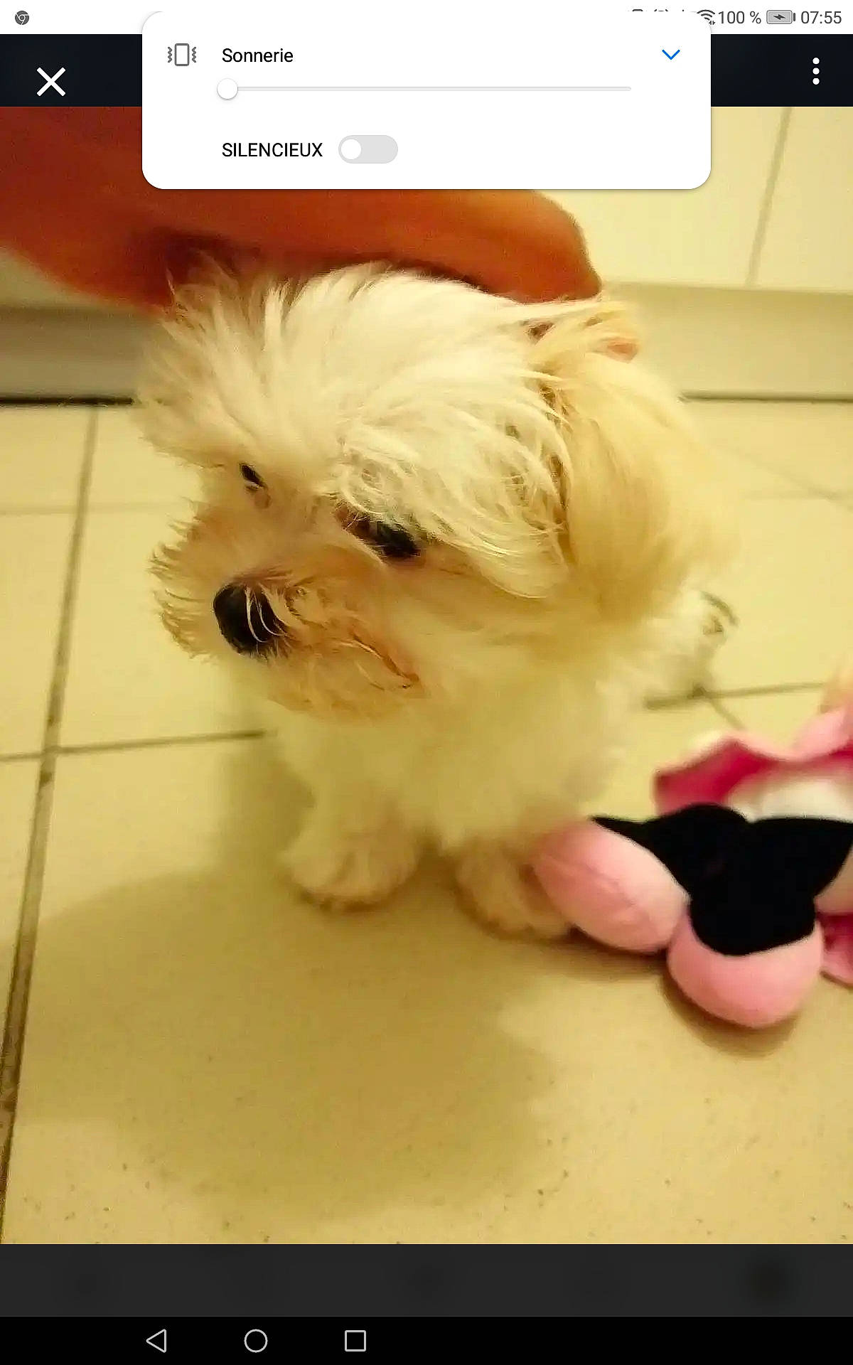 Poppy participe au concours pour gagner de l'argent avec cette photo : bichon, bolonka, canidae, carnivore, chinese_imperial_dog, companion_dog, dog, dog_breed, kyi_leo, lhasa_apso, maltepoo, maltese, mammal, morkie, puppy, puppy_love, shih_tzu, snout, toy_dog, vertebrate