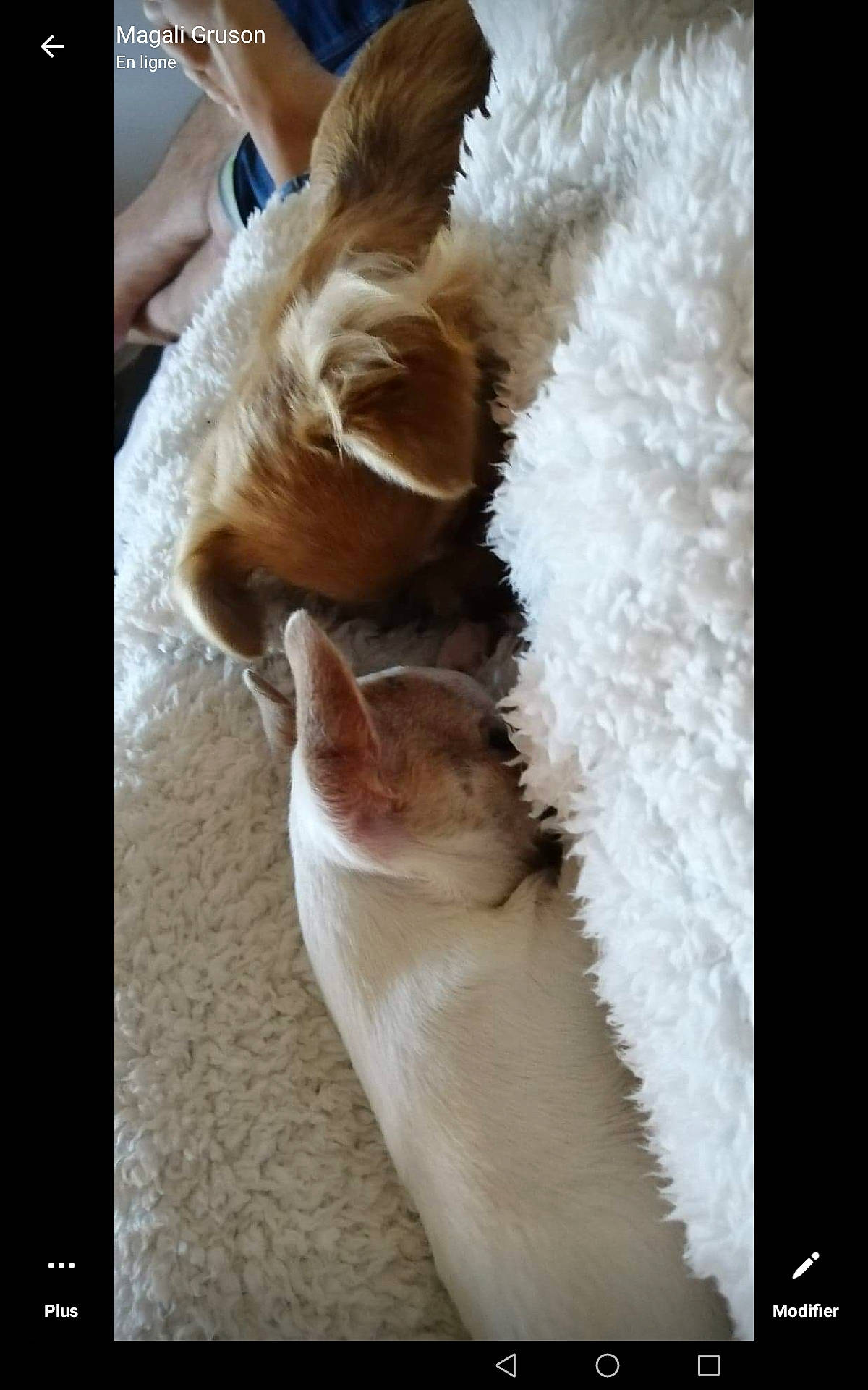 Roxy participe au concours pour gagner de l'argent avec cette photo : canidae, carnivore, companion_dog, dog_breed, ear, fawn, fur, photo_caption, puppy