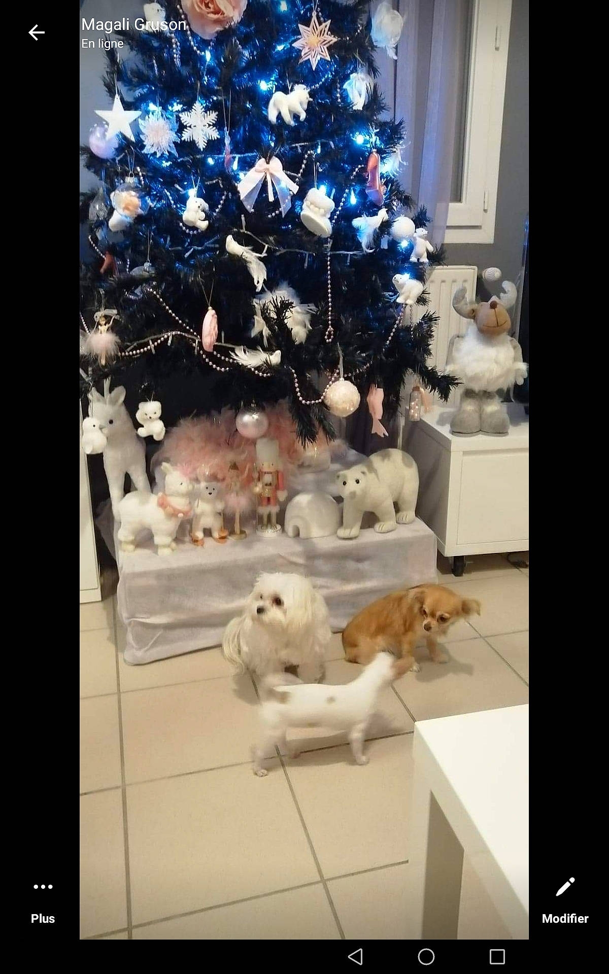 Roxy a rejoint le concours — aidez-le/la à gagner de superbes lots ! bichon, canidae, carnivore, cat, christmas_tree, companion_dog, dog, interior_design, non_sporting_group, photography, square, toy_dog, white