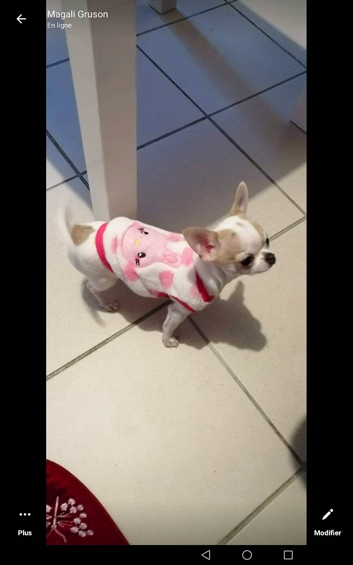 Roxy a rejoint le concours — aidez-le/la à gagner de superbes lots ! american_bulldog, bull_terrier, bulldog, canidae, carnivore, companion_dog, dog, dog_breed, fawn, french_bulldog, mammal, non_sporting_group, photo_caption, puppy, square, tail