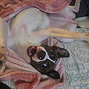 Bella joined the competition — help win amazing prizes! dog, pet, blanket, bed, playful, smiling, fur, canine, indoor, cute, white, brown, pink, cozy, resting, animal, ears, tongue, happy, paw