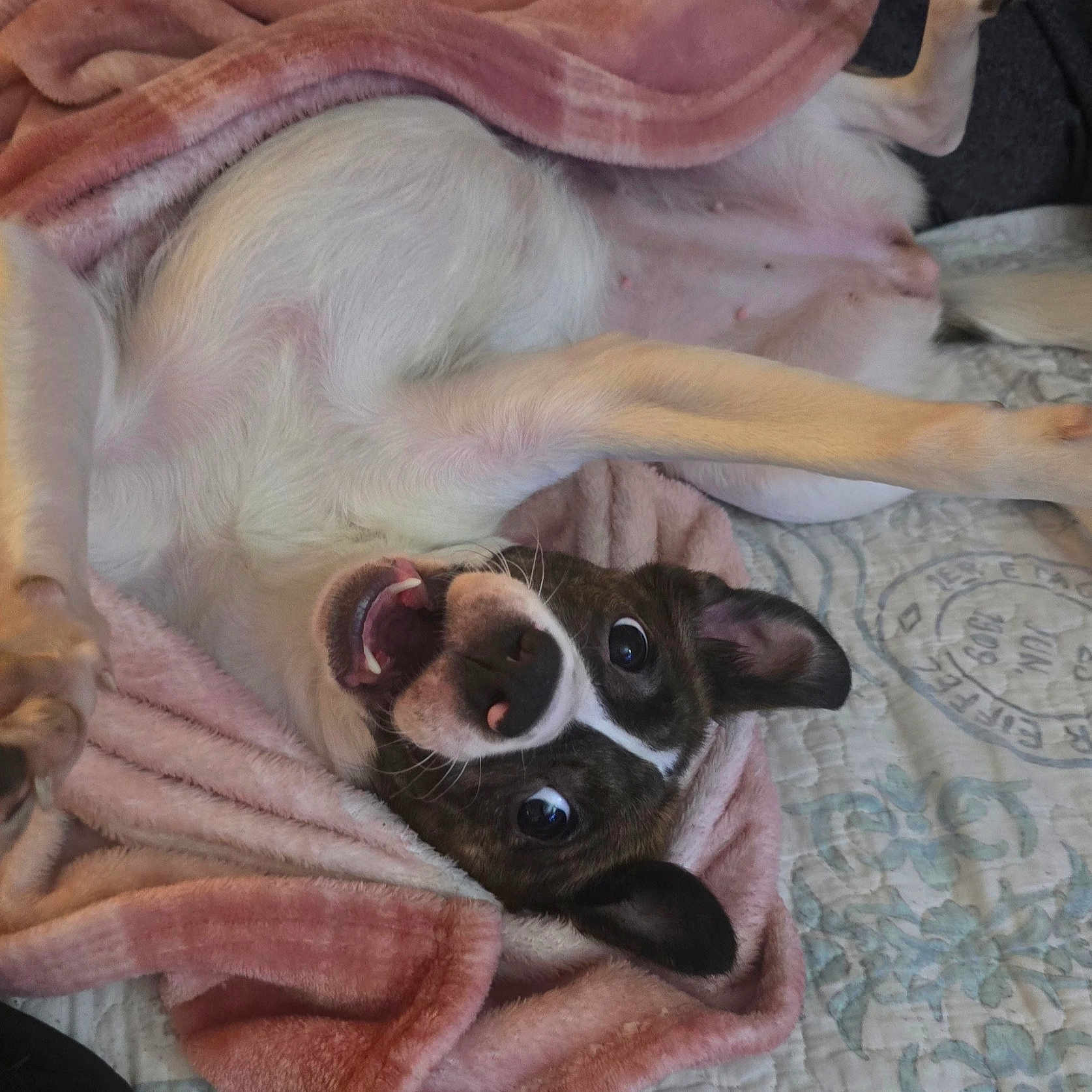 Bella joined the competition — help win amazing prizes! animal, bed, blanket, brown, canine, cozy, cute, dog, ears, fur, happy, indoor, paw, pet, pink, playful, resting, smiling, tongue, white
