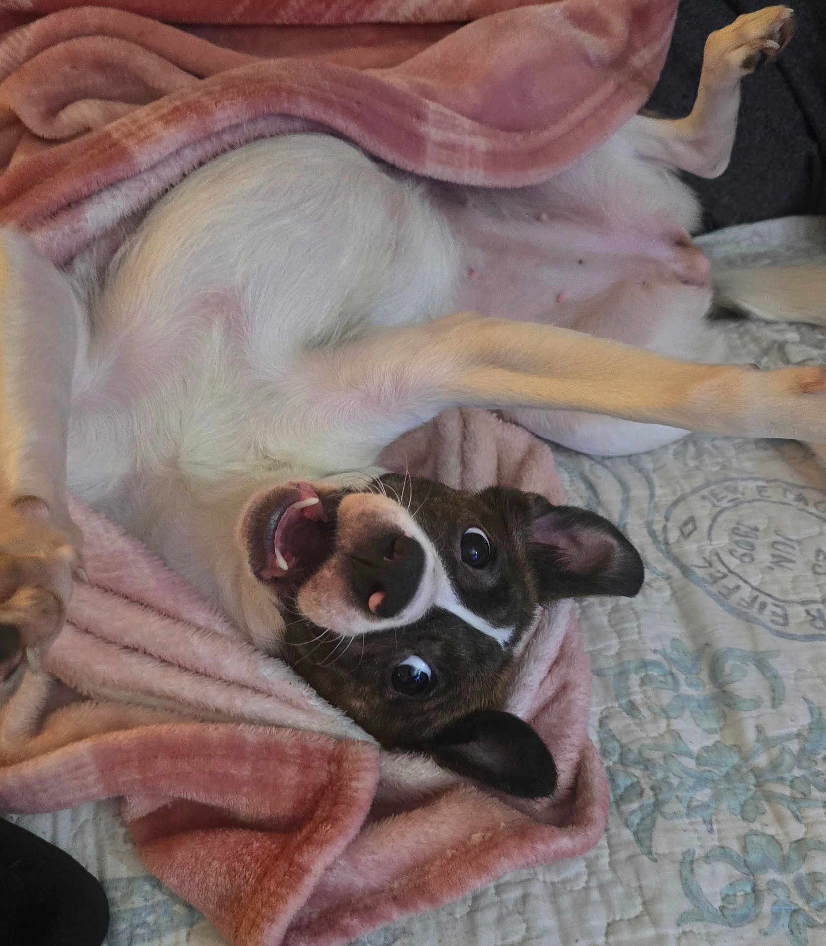 Bella joined the competition — help win amazing prizes! dog, pet, blanket, bed, playful, smiling, fur, canine, indoor, cute, white, brown, pink, cozy, resting, animal, ears, tongue, happy, paw