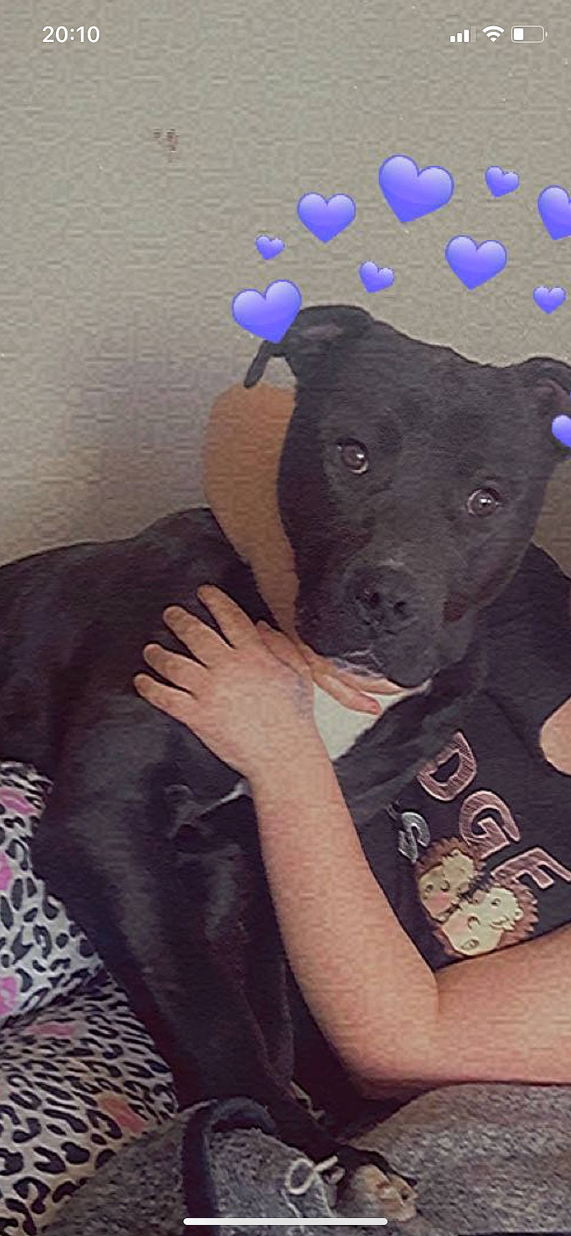 Packo participe au concours pour gagner de l'argent avec cette photo : canidae, carnivore, companion_dog, dog, dog_breed, electric_blue, fashion_accessory, fawn, gesture, magenta, pattern, pink, purple, selfie, sleeve, snout, sporting_group, t_shirt, violet, working_animal