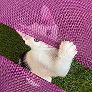 Raksha Et Canelle a rejoint le concours — aidez-le/la à gagner de superbes lots ! kitten, cat, white_cat, black_and_white, paw, grass, purple_mesh, playful, curious, pet, animal, outdoor, texture, close_up, cute, small, feline, hidden, claws, fabric