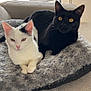 cat, cats, white_cat, black_cat, pet_bed, couch, indoor, fluffy_bed, cozy, window, yellow_eyes, feline, resting, cute, domestic_animal, animal, pair, companion, relaxed, home