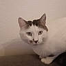 cat, feline, pet, white_fur, tabby, sitting, couch, indoors, portrait, close_up, animal_face, ears, whiskers, green_eyes, paws, tail, soft_furnishings, home, calm, photography
